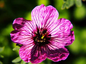 Bodziszek popielaty - zdjęcie 3