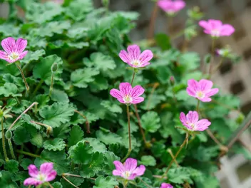 Bodziszek popielaty - zdjęcie 4
