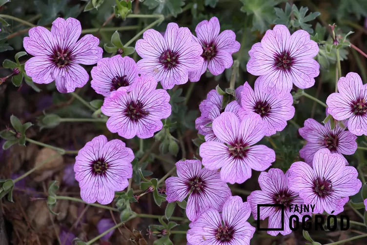 Bodziszek popielaty - zdjęcie 5