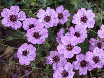 Bodziszek popielaty - zdjęcie 5