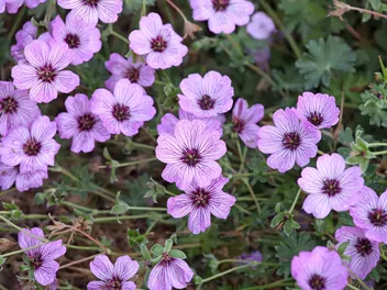 Ilustracja rośliny bodziszek popielaty