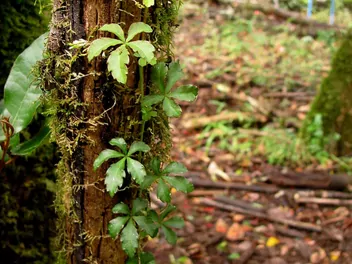 Cissus pasiasty - zdjęcie 2