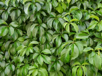 Zdjęcie ilustrujące cissus pasiasty