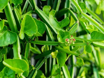 Cissus czworograniasty - zdjęcie 2