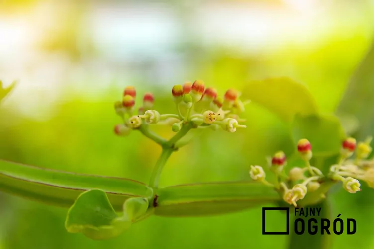 Cissus czworograniasty