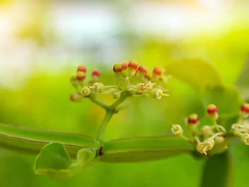 Cissus czworograniasty - zdjęcie 3