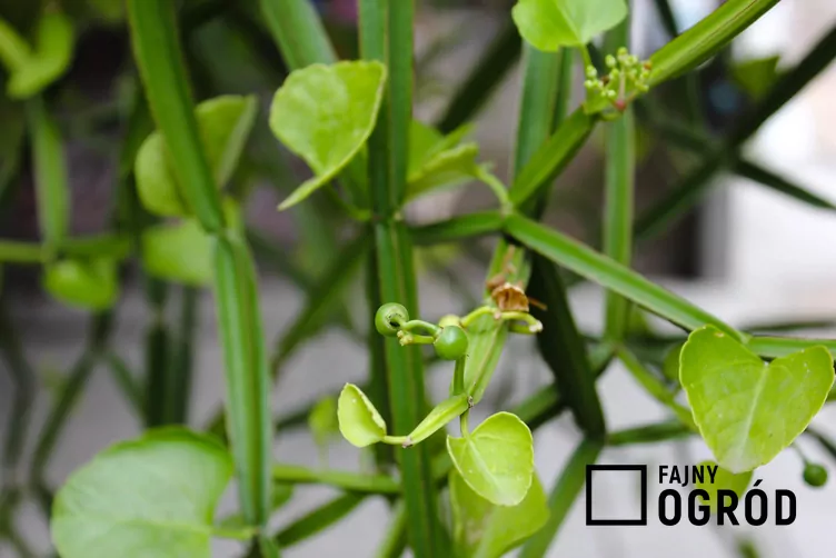 Cissus czworograniasty