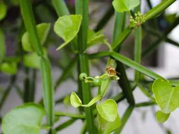 Cissus czworograniasty - zdjęcie 4