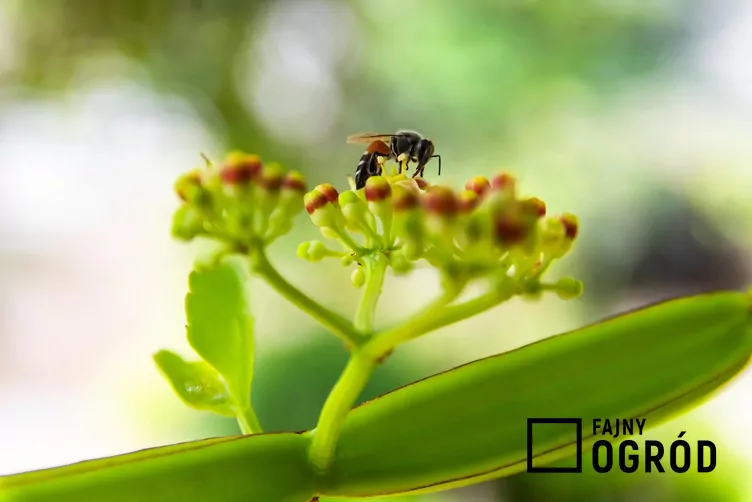 Cissus czworograniasty - zdjęcie 5