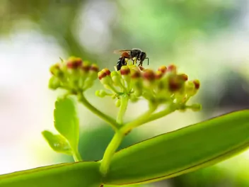 Cissus czworograniasty - zdjęcie 5
