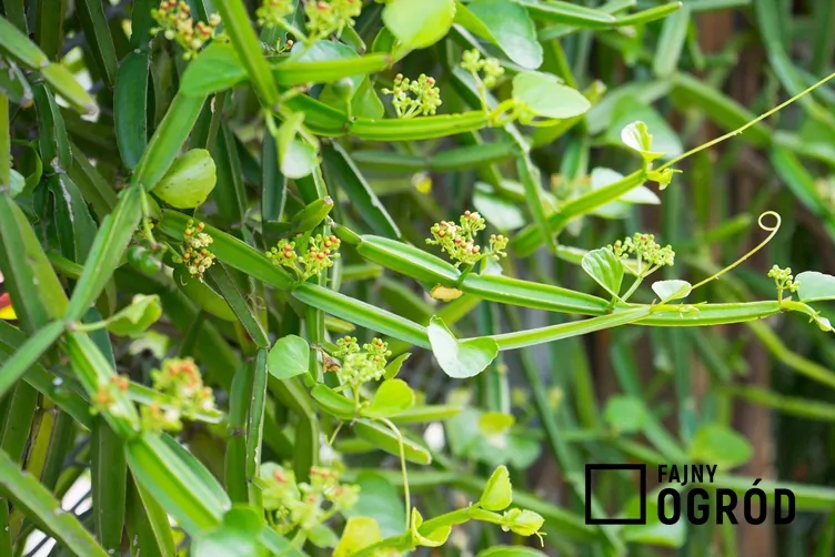 Cissus czworograniasty