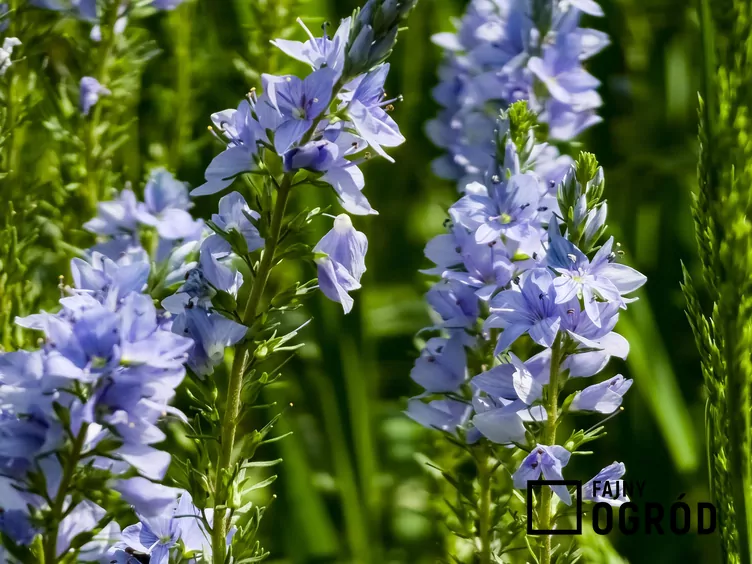 Przetacznik rozesłany