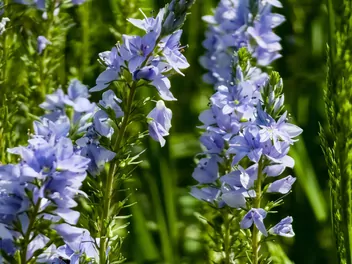 Ilustracja rośliny przetacznik rozesłany