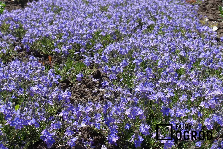 Przetacznik rozesłany