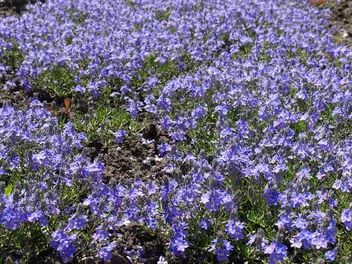 Przetacznik rozesłany - zdjęcie 2