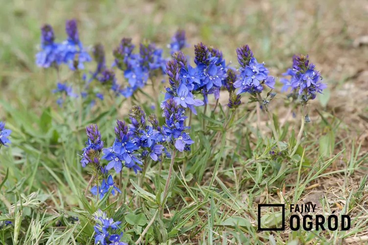 Przetacznik rozesłany