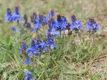 Przetacznik rozesłany - zdjęcie 3