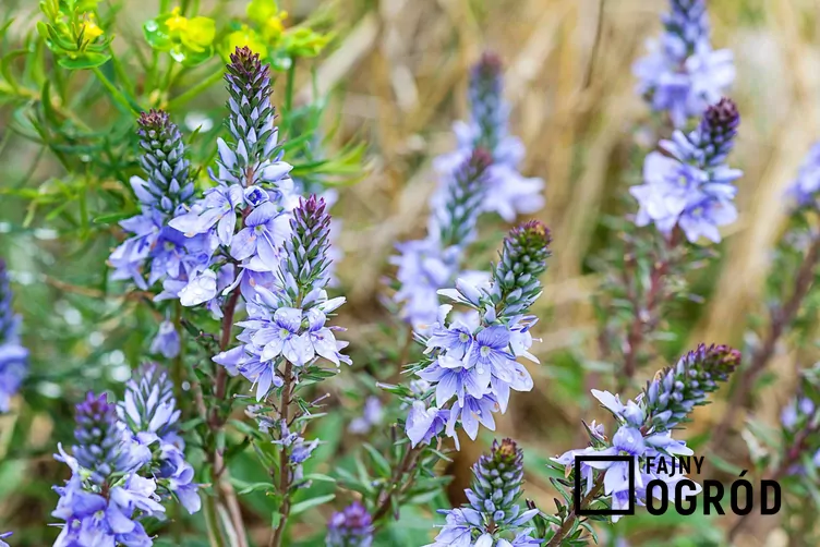 Przetacznik rozesłany