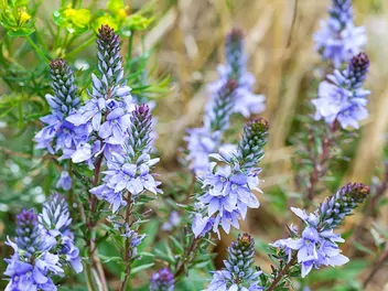 Przetacznik rozesłany - zdjęcie 4