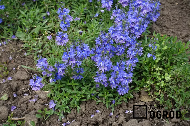 Przetacznik rozesłany - zdjęcie 5