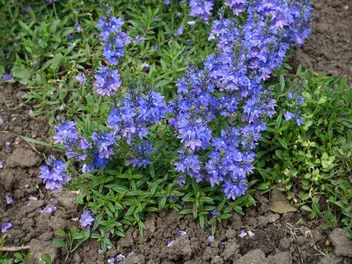 Przetacznik rozesłany - zdjęcie 5