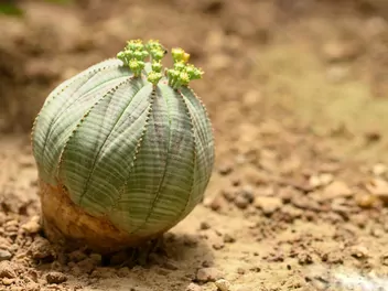 Zdjęcie ilustrujące wilczomlecz opasły