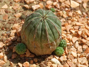 Wilczomlecz opasły - zdjęcie 2