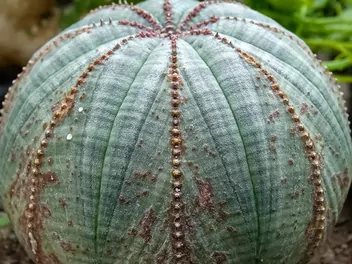 Wilczomlecz opasły - zdjęcie 3