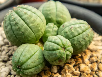 Wilczomlecz opasły - zdjęcie 4