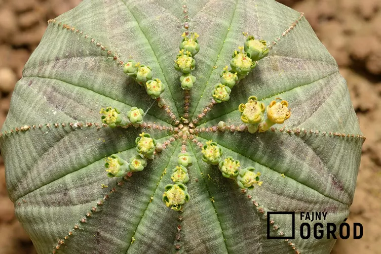 Wilczomlecz opasły - zdjęcie 5