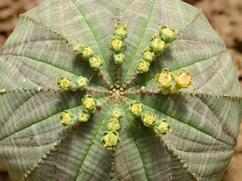 Wilczomlecz opasły - zdjęcie 5