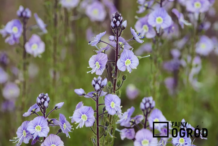 Przetacznik goryczkowy