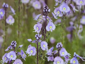Ilustracja rośliny przetacznik goryczkowy