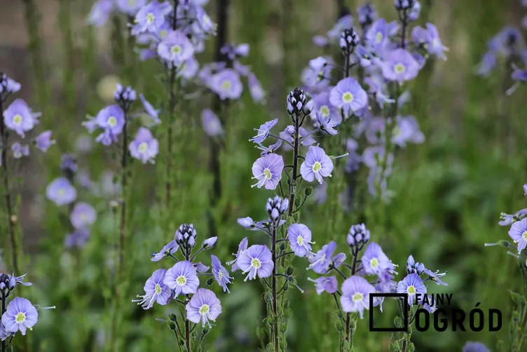 Przetacznik goryczkowaty