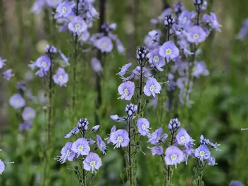 Przetacznik goryczkowy - zdjęcie 2