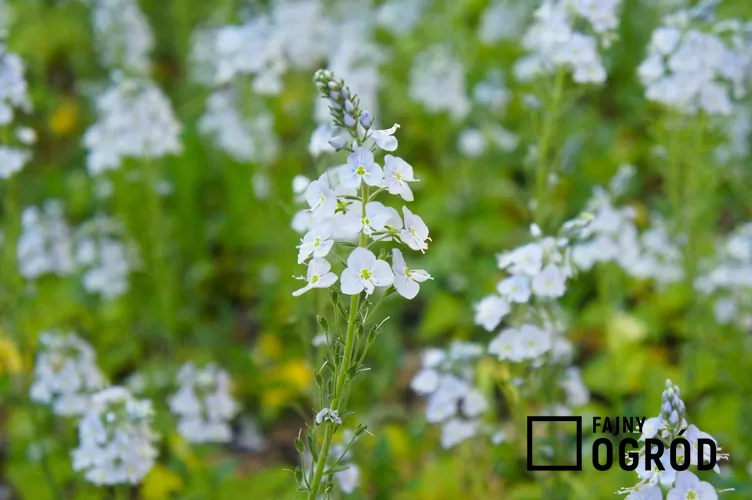 Przetacznik goryczkowy