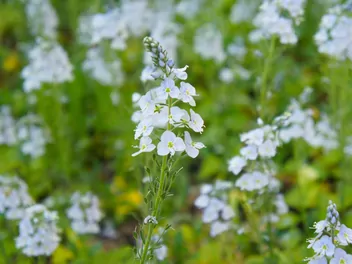 Przetacznik goryczkowy - zdjęcie 3
