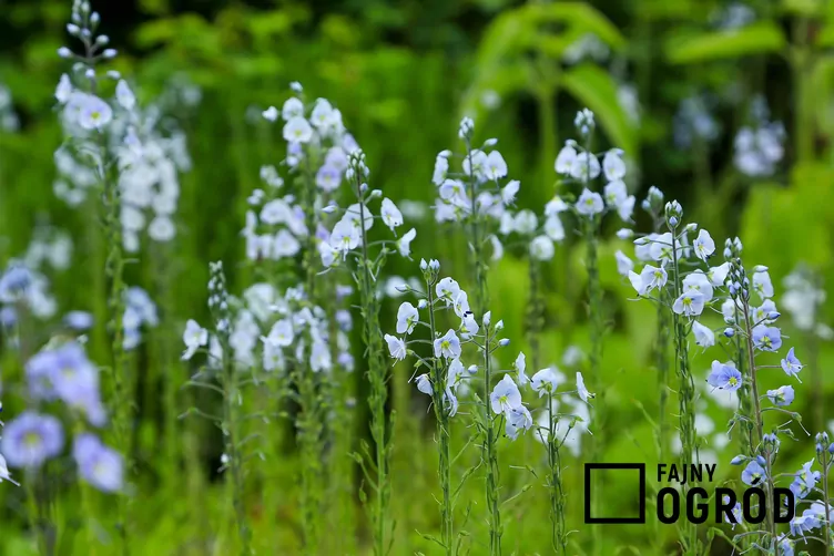 Przetacznik goryczkowy