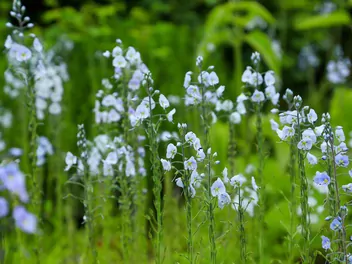 Przetacznik goryczkowy - zdjęcie 4
