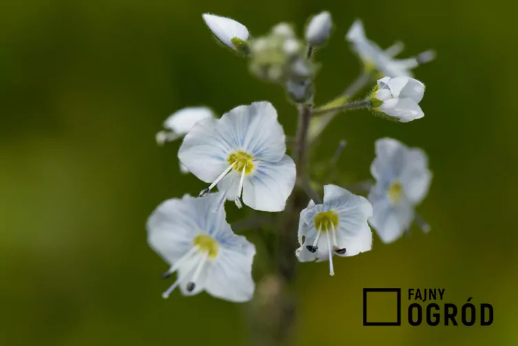 Przetacznik goryczkowy - zdjęcie 5