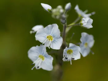 Przetacznik goryczkowy - zdjęcie 5