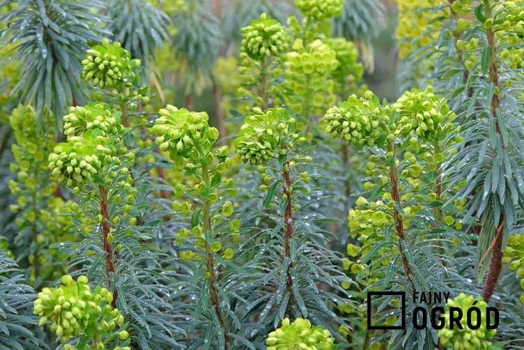 Wilczomlecz błękitnawy