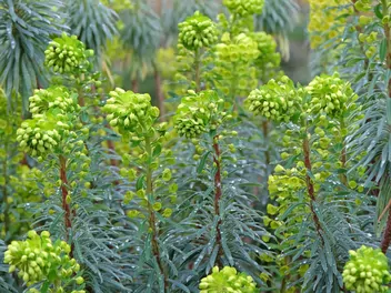 Zdjęcie ilustrujące wilczomlecz błękitnawy