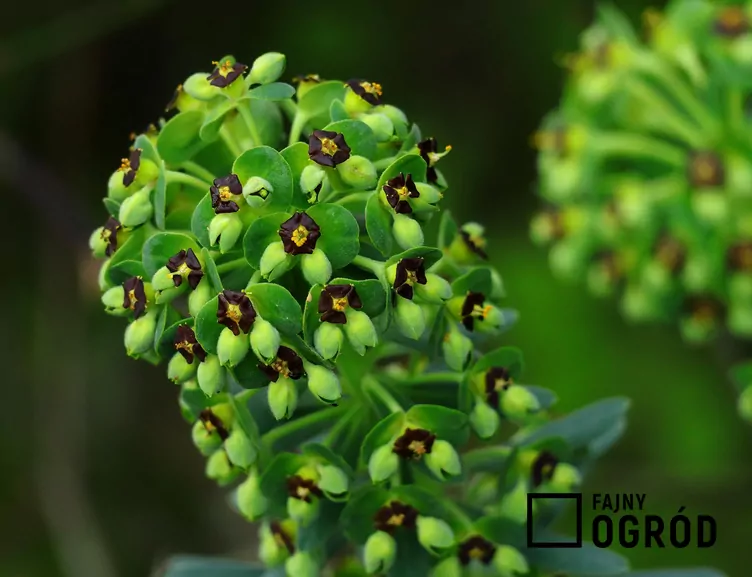 Wilczomlecz błękitnawy