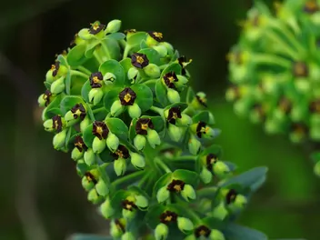 Wilczomlecz błękitnawy - zdjęcie 2