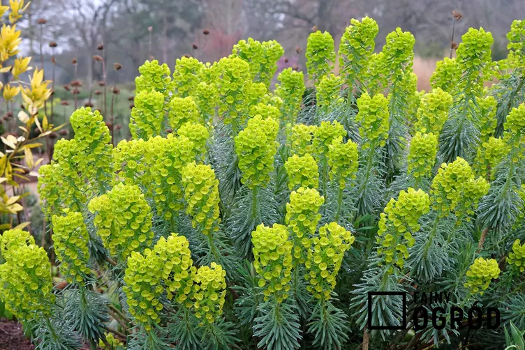 Wilczomlecz błękitnawy