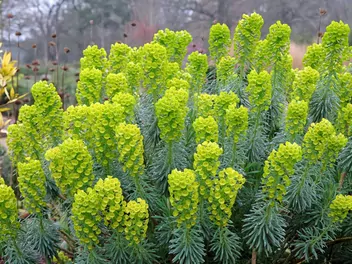 Wilczomlecz błękitnawy - zdjęcie 3