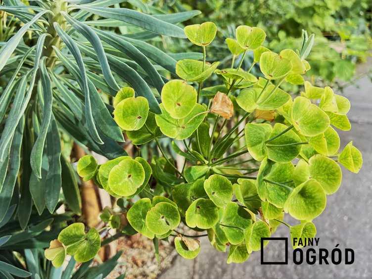 Wilczomlecz błękitnawy