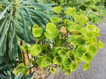 Wilczomlecz błękitnawy - zdjęcie 4