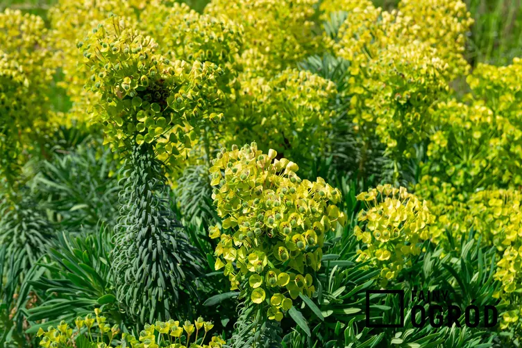 Wilczomlecz błękitnawy - zdjęcie 5